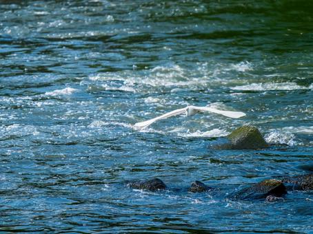 水辺を飛ぶコサギ 水辺を飛ぶコサギの写真