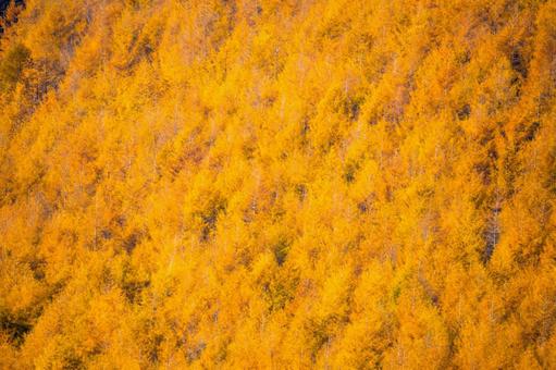 西別岳の黄金カラマツ林 北海道,西別岳,秋の写真素材