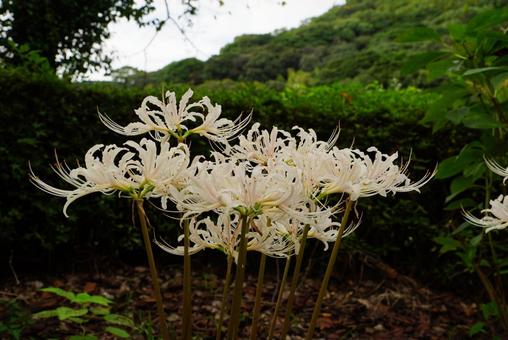 曼殊沙華 曼殊沙華 彼岸花,白,植物の写真素材