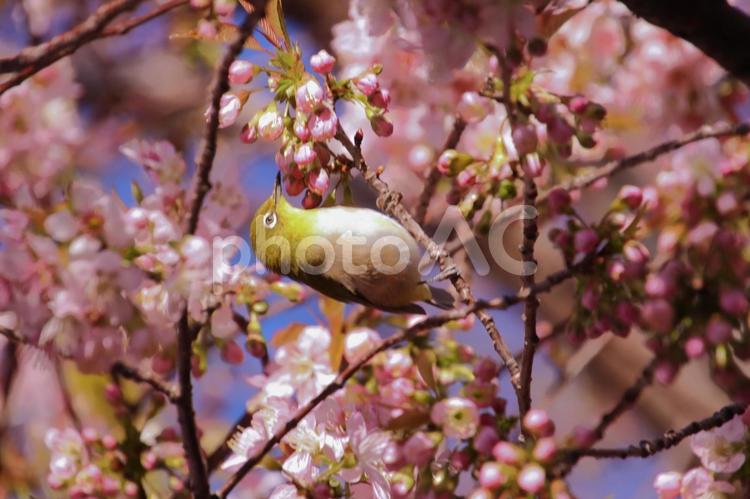 寒桜の蜜を吸うメジロ メジロ,めじろ,小鳥の写真素材
