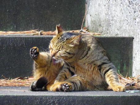A cat that is busy grooming itself, JPG