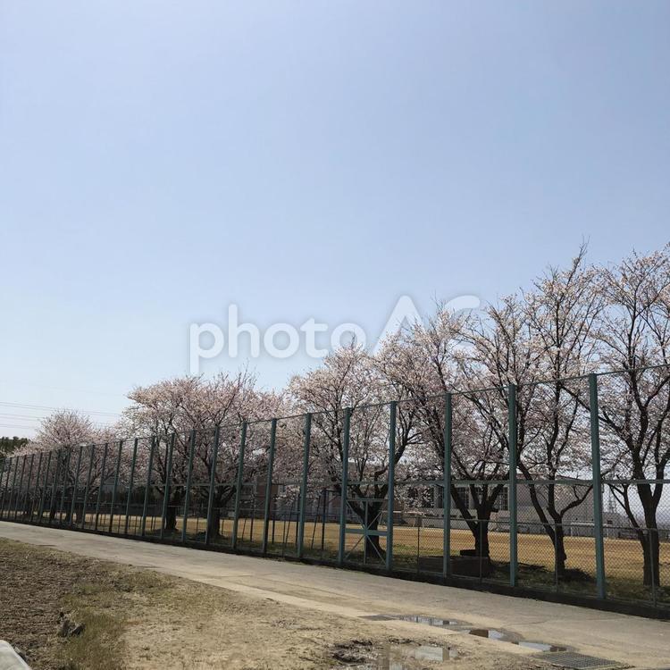 桜並木 木,風景,自然の写真素材