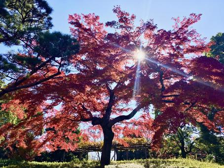 紅葉 秋,紅葉,もみじの写真素材