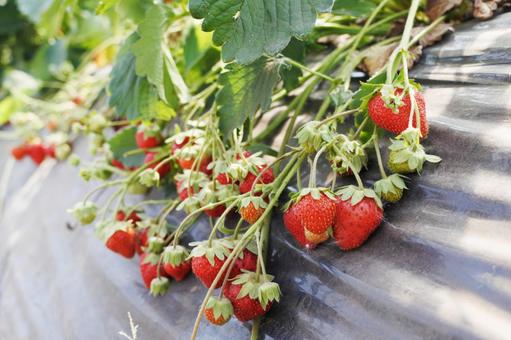 Photo, strawberry, strawberry picking, fruit picking, 
