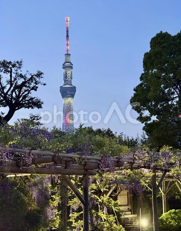 夜の亀戸天神社　藤棚 夜,ライトアップ,夜空の写真素材