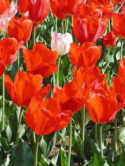 Tulips, JPG