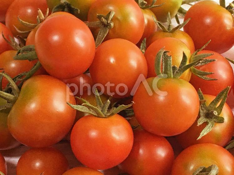 たくさんのプチトマト プチトマト,ミニトマト,トマトの写真素材