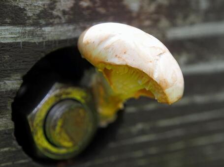 人工物の木を分解するキノコ キノコ,人工物,木製の写真素材