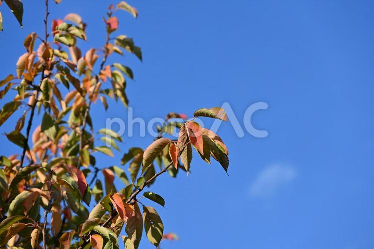 紅葉・秋のイメージ：背景素材 紅葉,雲,秋の写真素材