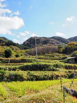 秋の西伊豆の紅葉・石部棚田&山々・松崎町 秋の西伊豆の紅葉・石部棚田&山々・松崎町 秋,石部棚田,紅葉の写真素材