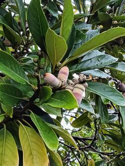 大きいどんぐり どんぐり,木,枝の写真素材