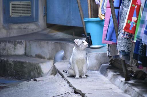 猫4 猫4の写真