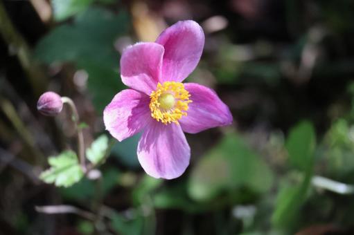 ピンクのシュウメイギクの花のアップ ピンクのシュウメイギクの花のアップの写真