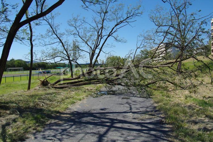 台風による倒木 倒木,台風,強風の写真素材