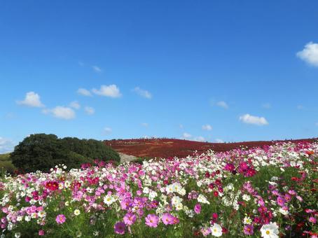 ひたち海浜公園のコスモスとコキアの写真