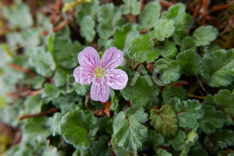 ヒメフウロソウの花　庭の自生の可愛い花 ヒメフウロソウ,フウロソウ,テンジクアオイの写真素材