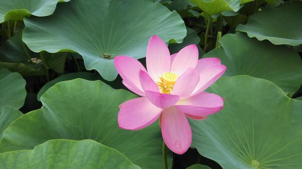 蓮の花 蓮の花の写真