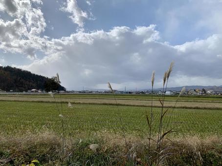 ススキと田んぼ ススキと田んぼの写真