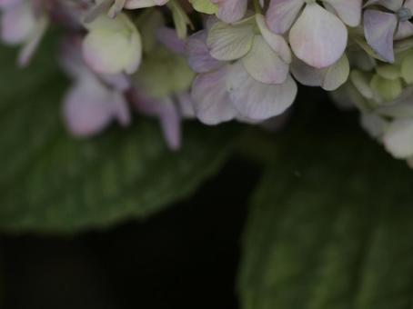 紫陽花 [無加工]版 縦横4:3の写真