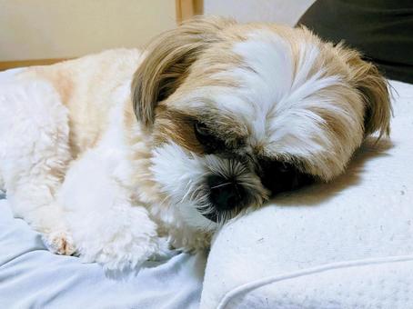枕で寝入る小犬 枕,小犬,クッションの写真素材
