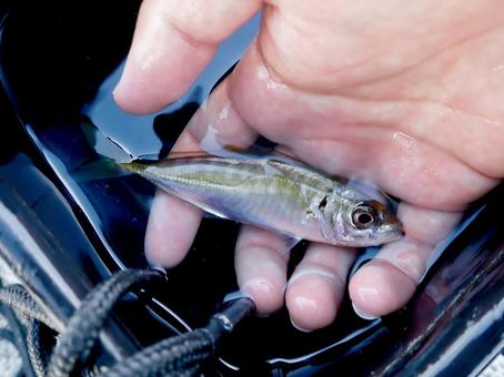 釣り場で釣れたアジ 釣り場で釣れたアジ 魚,魚類,食用の写真素材