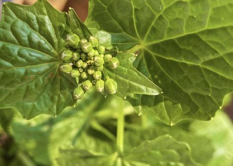 ワサビの花芽 ワサビの花芽の写真