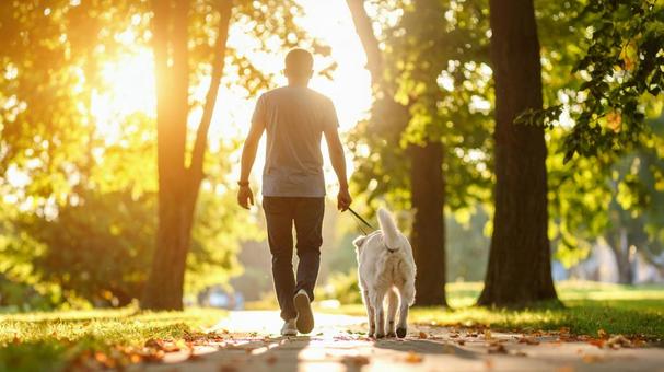 犬の散歩 男性1の写真
