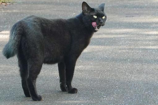 舌を出す黒猫 保護猫,猫,ニャンコの写真素材