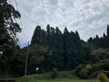 山雲木 山雲木の写真