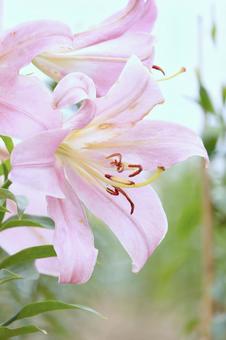 リリーパーク リリーパーク,ゆりの郷こしみず,ゆりの写真素材