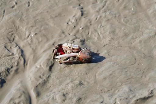 佐賀 芦刈町 シオマネキ2 シオマネキ,カニ,干潟の写真素材