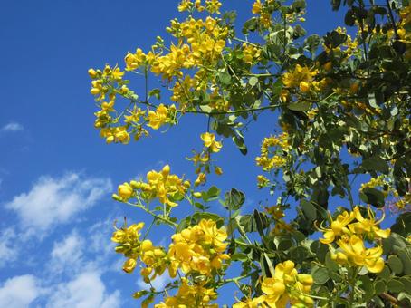 ナンバンサイカチ  ０４ ナンバンサイカチ,ゴールデンシャワー,花の写真素材