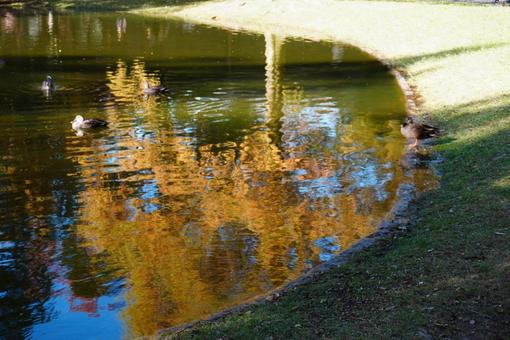 鴨と池のリフレクション 秋,池,水面の写真素材