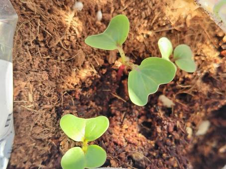 双葉 双葉 大根,大根の芽,双葉の写真素材