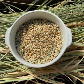 籾米 籾米,新米,脱穀の写真素材