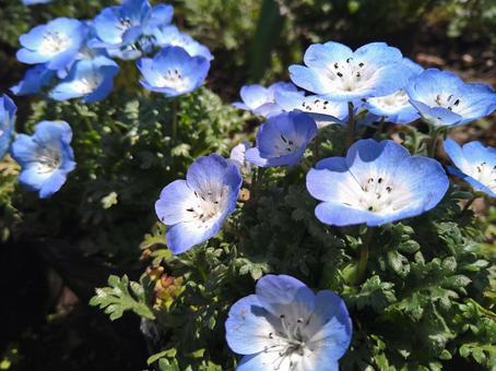 Blooming nemophila flowers, JPG Blooming nemophila flowers, JPG