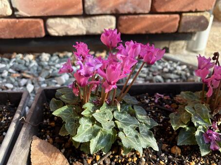 冬の花壇を彩るピンクのシクラメン シクラメン,冬の花,ピンク色の写真素材