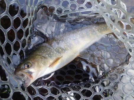 Photo, rockfish, said, iwana, 
