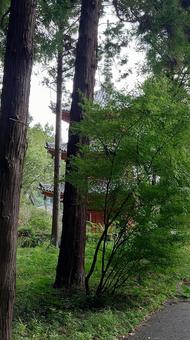 岡山県-井山宝福寺-三重塔 宝福寺,寺,井山の写真素材