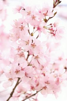Cherry blossoms bloom, JPG Cherry blossoms bloom, JPG