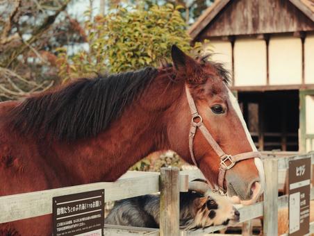 馬 馬,動物,競馬の写真素材