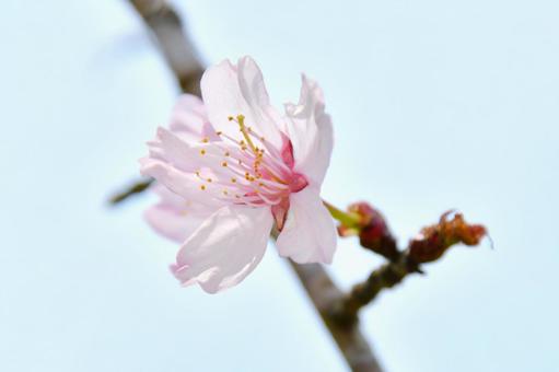淡いピンクの桜 衣通姫 淡いピンクの桜 衣通姫の写真