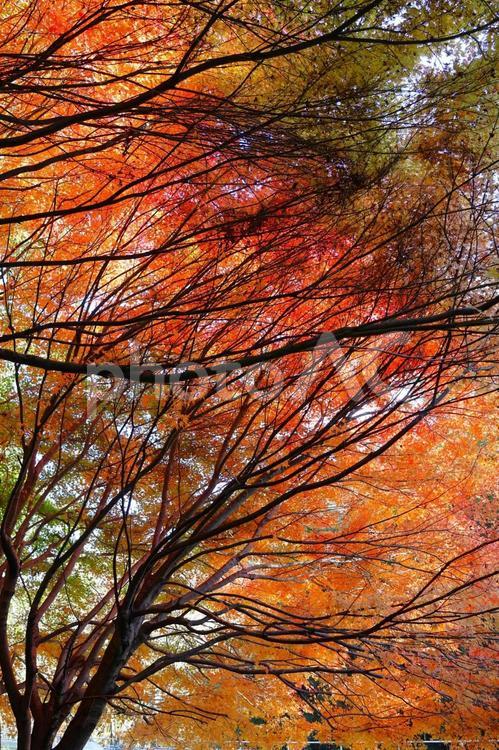 １２月上旬のさぬき市多和地区休憩所の紅葉 背景,紅葉,植物の写真素材