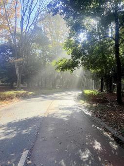 木漏れ日 差し込む光,木,早朝の写真素材