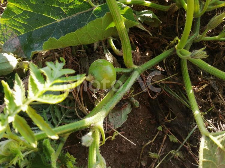 かぼちゃの実 かぼちゃ,かぼちゃの実,夏野菜の写真素材