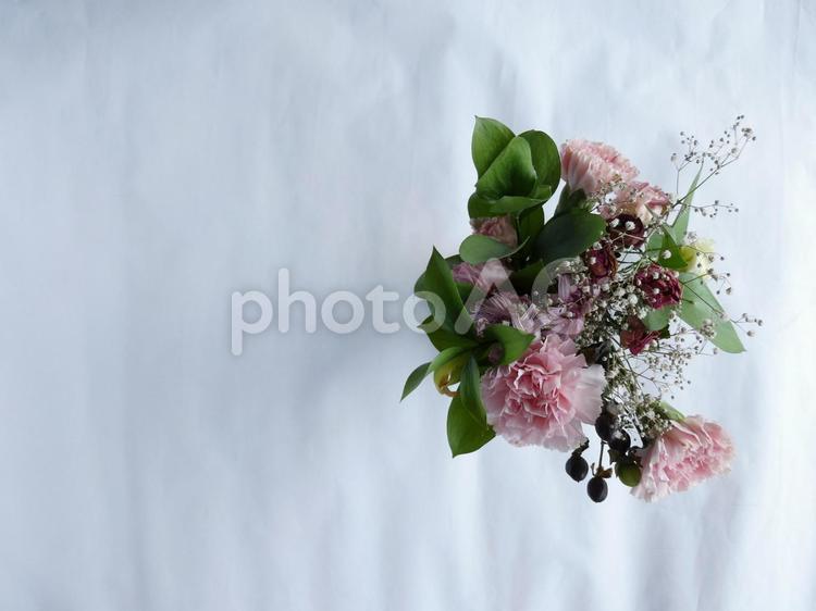 しおれゆくピンクの花束（白紙背景）右 落ち着いた,老い,静かの写真素材