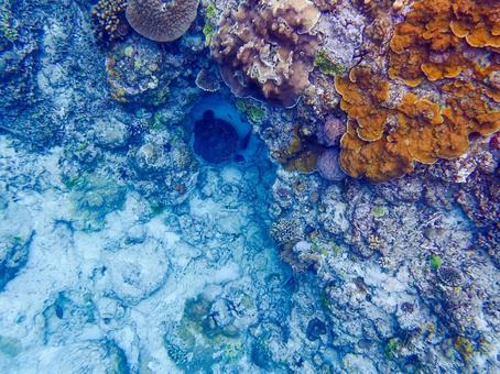 海亀の寝床 海亀の寝床 アオウミガメ,海亀,寝床の写真素材