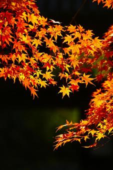 黒の背景に浮かび上がる紅葉 紅葉,晩秋,モミジの写真素材