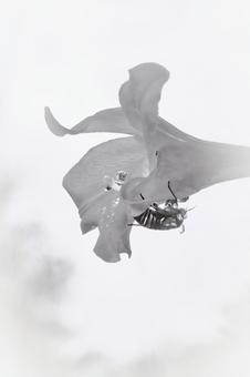ユリに抜け殻(白黒) ユリに抜け殻(白黒)の写真