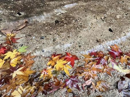 水際の落ち葉 アップ 水際の落ち葉 アップの写真